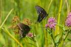 Spicebush Swallowtail male and female courtship on Swamp Milkweed-Marion County-Illinois Art Print